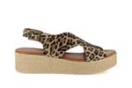 2041  leopard - Photo