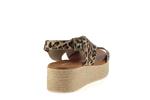 2041  leopard - Photo