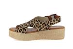 2041  leopard - Photo