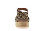 2041  leopard - Photo