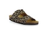 rousquille  leopard - Photo