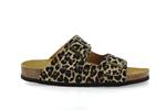 rousquille  leopard - Photo