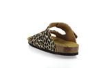 rousquille  leopard - Photo