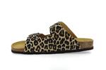 rousquille  leopard - Photo
